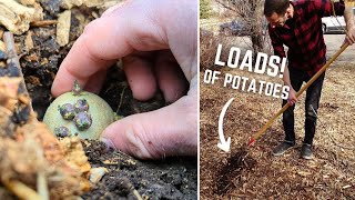 How To Grow Potatoes in MULCH [It's So Effective and EASY!]