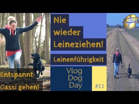 😕1. Folge Leinenführigkeit richtig trainieren!  Gewöhne deinem Hund das Ziehen ab ✔ Hundetraining