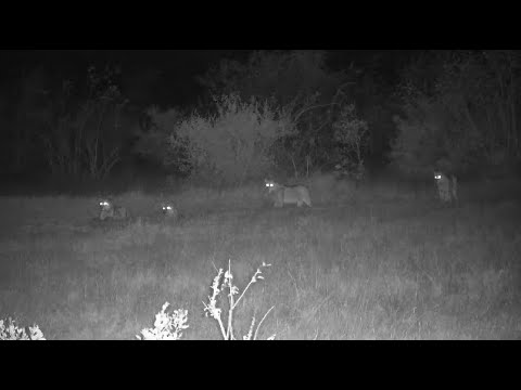 Djuma: Lion-Alert Impalas run off as Talamati Breakaway and five subs show up - 18:56 - 08/09/2023