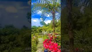 Download lagu pondok Alamsyah, pamijahan gunung sari, Bogor mp3