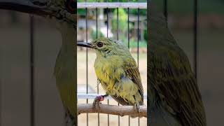 Download lagu Trotol Korlap(Kolibri kelapa) #korlap mp3 Download lagu Trotol Korlap(Kolibri kelapa) #korlap mp3