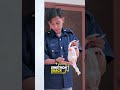 SINTING SUPIR INI SANTET MAJIKAN DENGAN AYAM BOILER