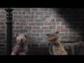 Animal Confessions Dog And Cat