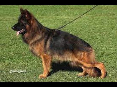 #BSZS2022 - Floki von Gieschewald - LSH