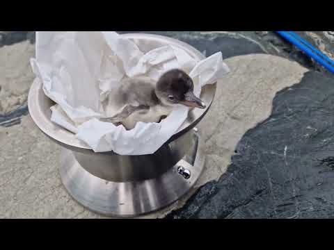 Veiing av pingvinkyllingene på Akvariet i Bergen