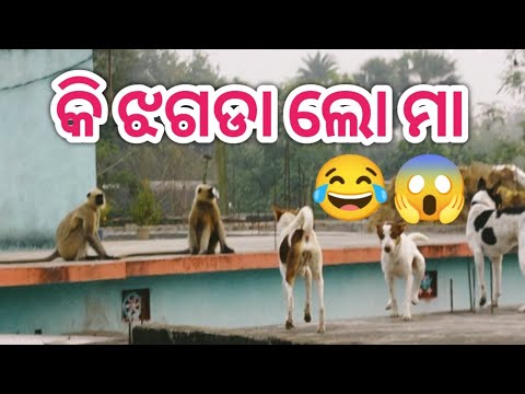 କି ଝଗଡା ଲୋ ମା 😂Dog and monkey fighting #funnyvideo #odiavlog #sasmitavlog #villagevlog
