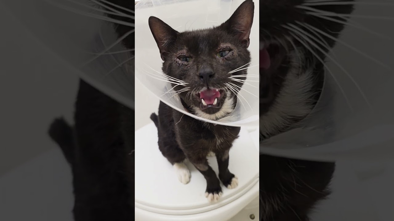 Enlarge Ferny (Cocoa, FL) Handsome and Affectionate Tuxedo Cat Playful & Sweet Vocal Boy w/Video, a Adoptable Tuxedo in Cocoa, FL video 6/6