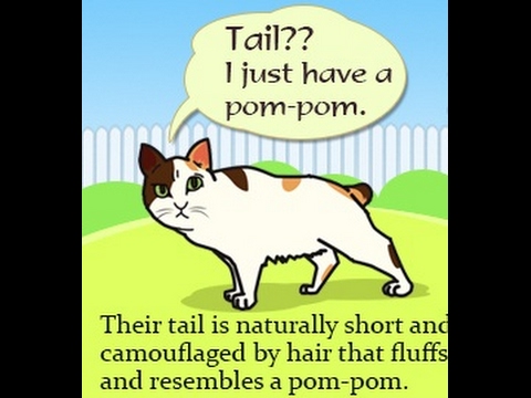 Interesting Facts About the Very Friendly Japanese Bobtail Cat