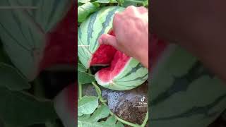 How to open a watermelon with a flick