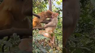 Download lagu How much tendernessπ Kiss kiss #shorts #animals mp3 Download lagu How much tendernessπ Kiss kiss #shorts #animals mp3