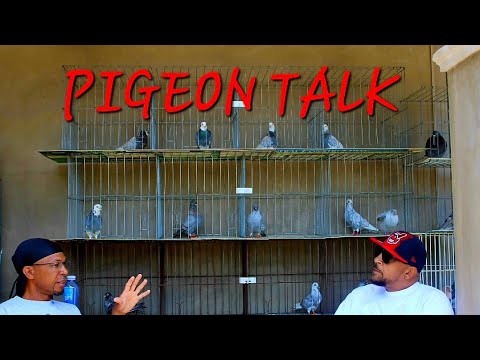 , title : 'Pigeon Talk with Sam Smitty: What makes a pigeon roll?'