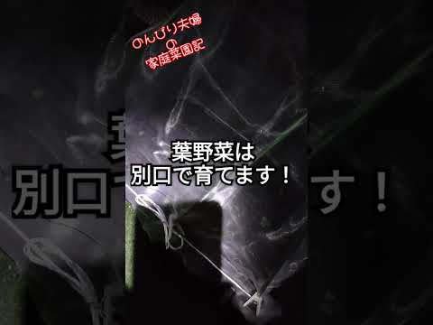 キャベツの腐敗から野菜を守るには？制御と治療  庭園