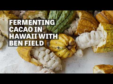 Fermenting Cacao In Hawaii With Ben Field | Ep.113 | Craft Chocolate TV