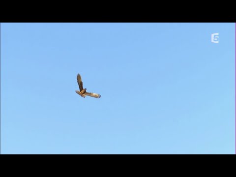 Les faucons de la mer Egée