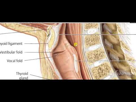 Laryngopharynx Interior