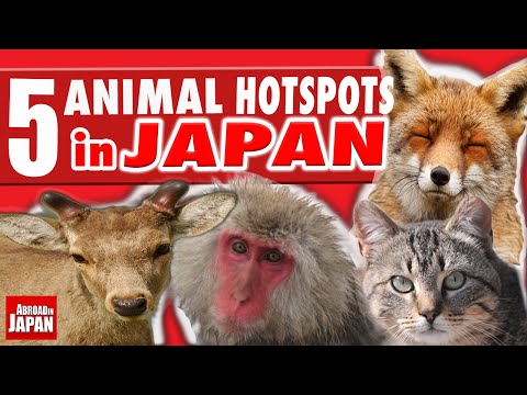 日本5個不可錯過的神奇動物景點 (5 Amazing Must See Animal Hotspots in Japan)
