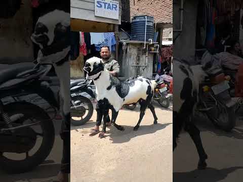 HUGE PUNJABI 🔥 #bakraholic #bakraeid2023 #punjabi #beetal #cattle #bakramandi #animallover #gulabi