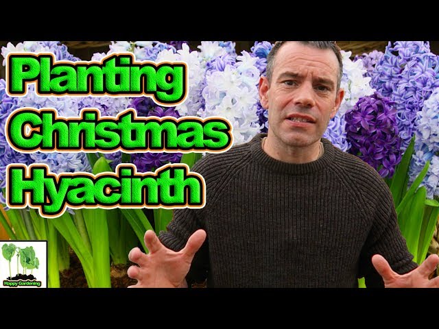 Video Pronunciation of hyacinth in English