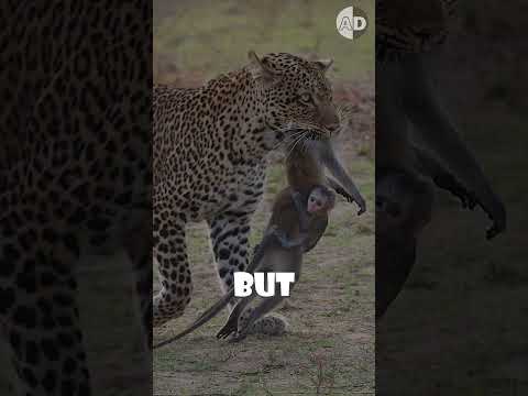 The Most Heartbreaking Wildlife Photo: Leopard and Baboon #animal #animalworld