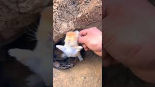 Découvrez un nid de petits lapins, plan de début d'animal de compagnie mignon, lapin pastoral animal de compagnie mignon