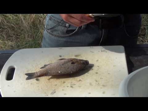 download lagu mp3 mp4 Bream Fish Facts, download lagu Bream Fish Facts gratis, unduh video klip Bream Fish Facts