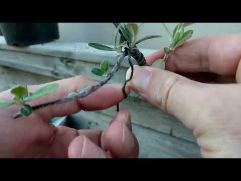 Making Bonsai; Dewiring and a Quick Trim 13 March 2022