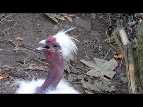 Different roosters crowing. Sound Effects.