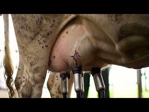 Video Das traurige Leben der Kuh