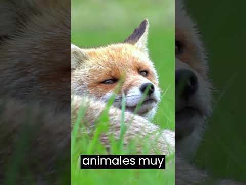 Curiosidades de los Zorros