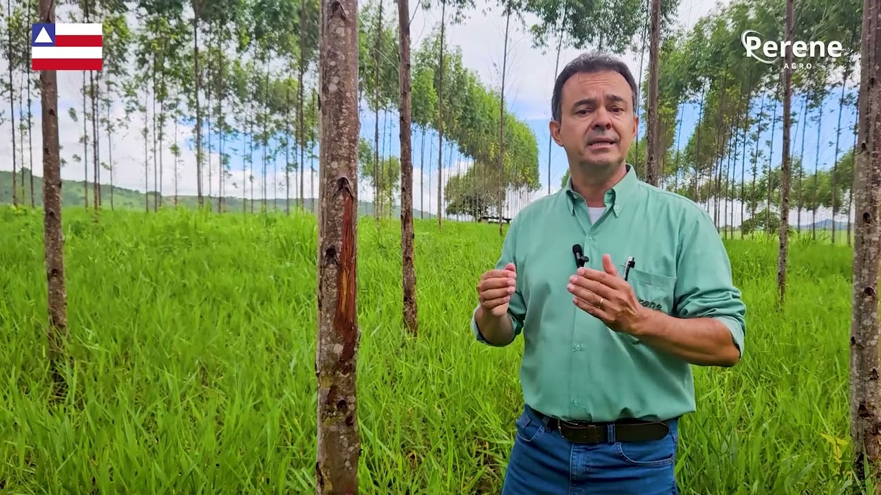 Integração Pecuária Floresta   IPF