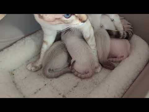 Siamese Kittens are getting big ... Almost 3 weeks old.