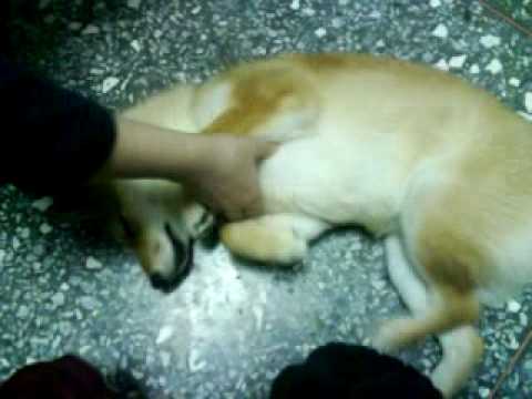 有誰比我還會睡...(原發表者:DuDu爸)(影片)