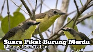 Download lagu Suara Pancingan Burung Remetuk Laut mp3