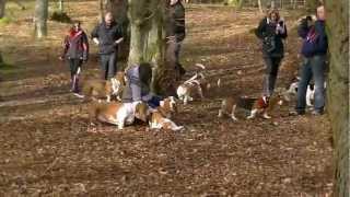 preview picture of video 'Scottish Basset Hound Walk at Crathes Castle, Banchory'