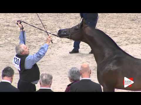 N.120 EQUATOR - Paris 2015 - 4+ year old Stallion (Class CM6 A)