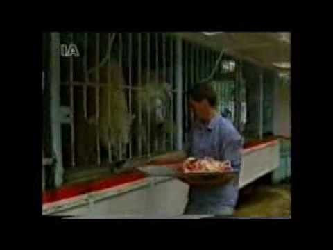 Eisbären-Dompteurin URSULA BÖTTCHER, TV-Kurzportrait 80er Jahre