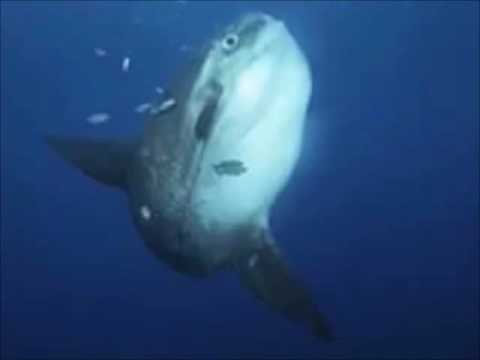 The Original Ocean Sunfish and I've Been Thinking About You - Londonbeat