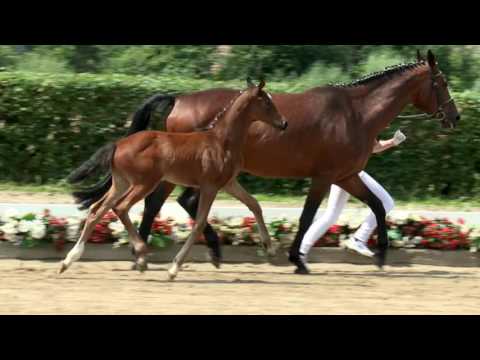 121 Fancy Face Stute v. Franziskus - Rock Forever I