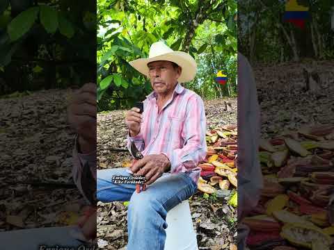 MERCADERES CAUCA COLOMBIA. 🇨🇴 SE INCREMENTAN LOS CULTIVOS DE CACAO.