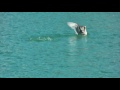 00015 Cormorant Vs Eel Part3