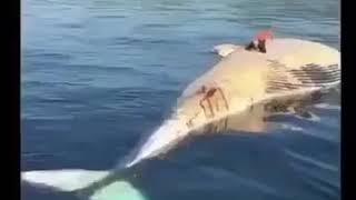 Man dances on dead whale