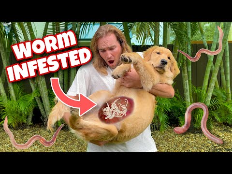 YouTube video about: How do I get my dog to stop eating earthworms?
