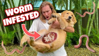 MY PUPPY IS INFESTED WITH WORMS ! WILL SHE SURVIVE ?!