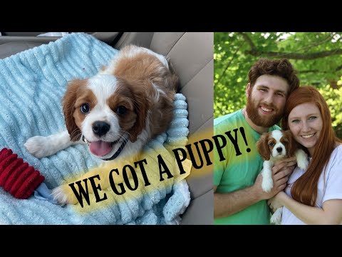 We Got A Cavalier King Charles Spaniel Puppy!
