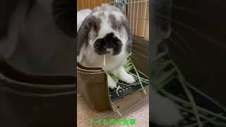食事です。