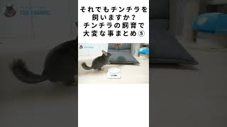 それでもチンチラを飼いますか？チンチラの飼育で大変な事まとめ⑤  #Shorts