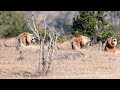 Mjejane Male Lion Upset With 6 Young Vurhami Males Roaring In His Territory