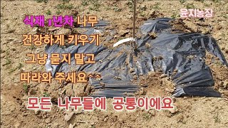 식재 1년차 나무 ~죽이지 않는 방법