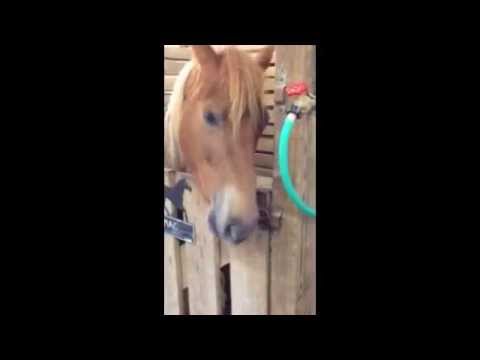 Sweetie the food thief