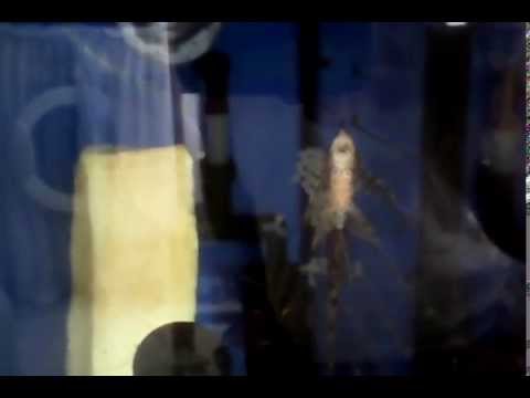 sturisoma aureum (altın dal kedi balığı)